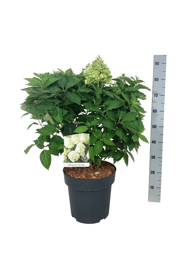 Hortensia Hydrangea Little Spooky ®