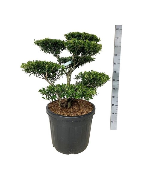 Ilex Crenata