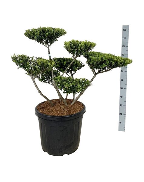Ilex Crenata