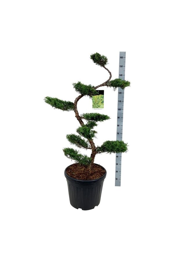 Cyprès Juniperus Pfitzeriana Aurea