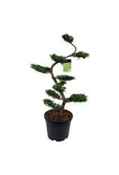 Cyprès Juniperus Pfitzeriana Aurea