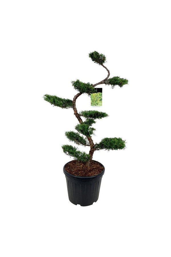 Cyprès Juniperus Pfitzeriana Aurea