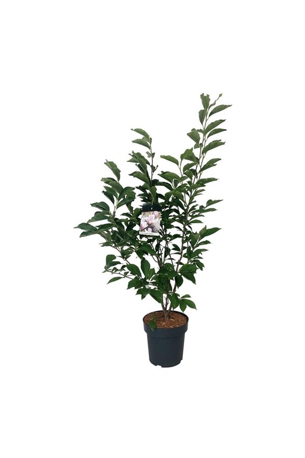 Magnolia de Soulange