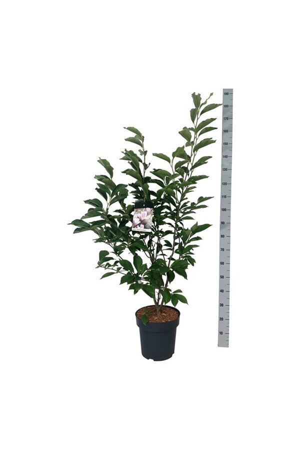 Magnolia de Soulange