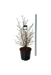 Beverboom Magnolia stellata