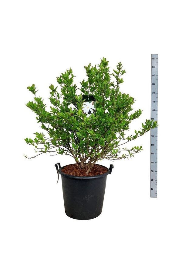 Beverboom Magnolia stellata