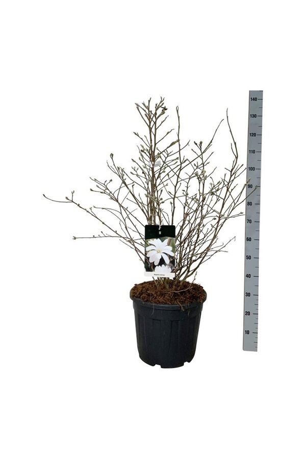 Beverboom Magnolia stellata
