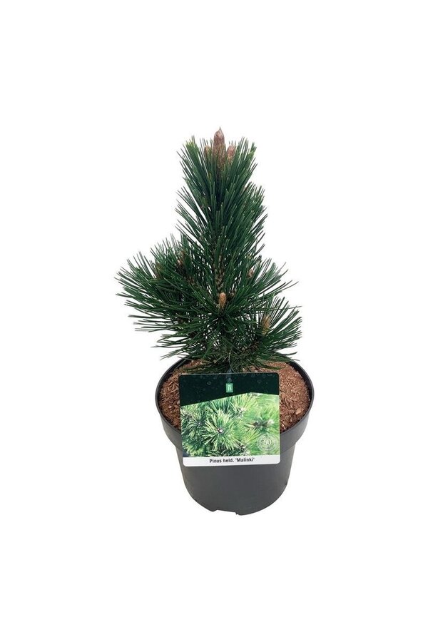 Denneboom Pinus Malinki