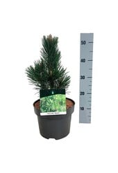 Denneboom Pinus Malinki