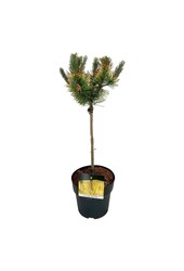 Denneboom Pinus mugo Golden Glow