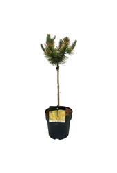 Denneboom Pinus mugo Golden Glow
