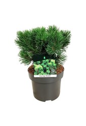 Denneboom Pinus mugo Mumpitz