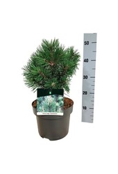 Denneboom Pinus mugo Columnaris