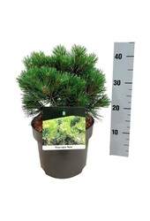 Denneboom Pinus nigra Nana