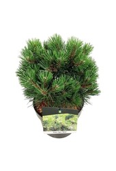 Denneboom Pinus nigra Nana