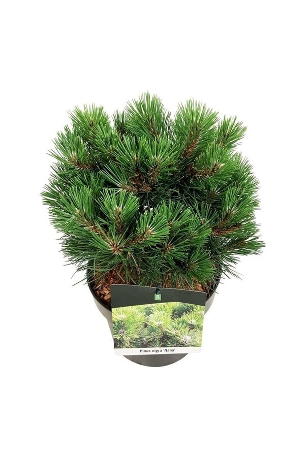 Denneboom Pinus nigra Nana