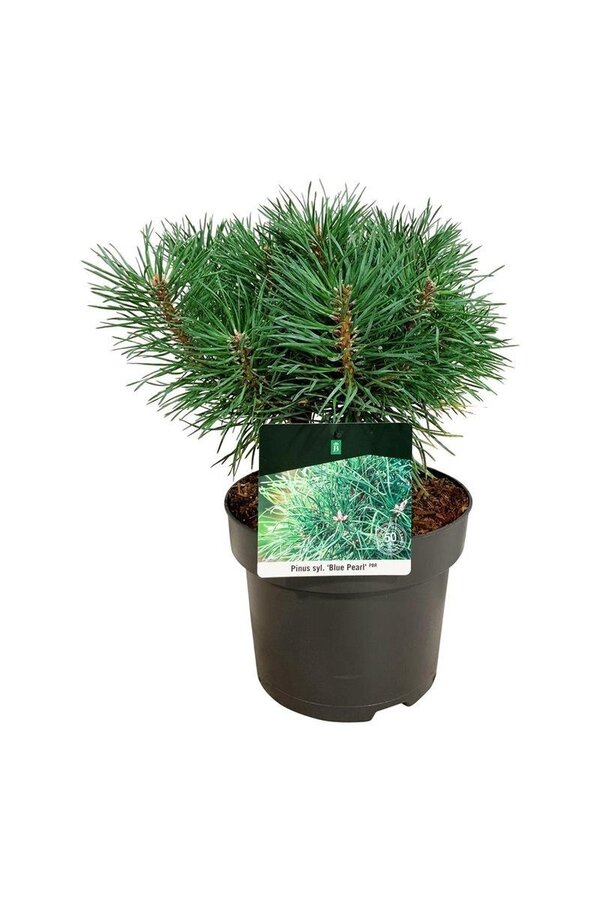 Pin Pinus Blue Pearl ®
