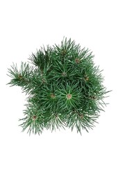 Denneboom Pinus Blue Pearl ®