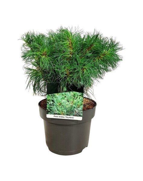 Pinus