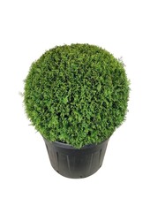 Conifère Thuja Brabant