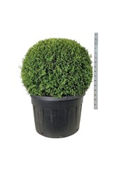 Conifère Thuja Brabant