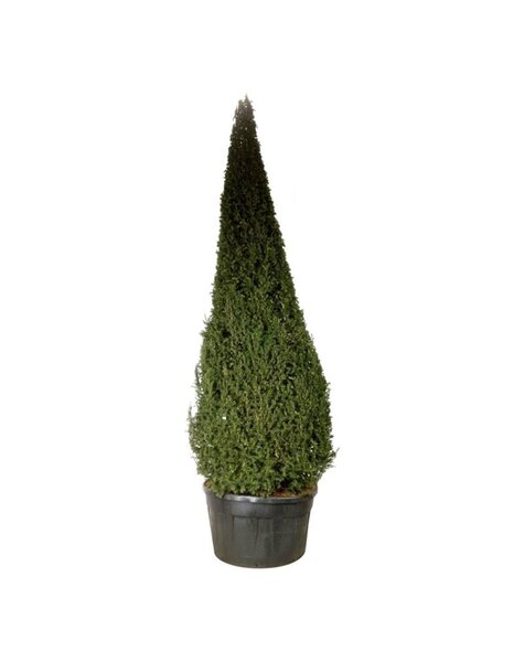Taxus