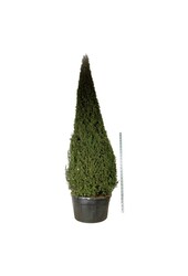 Venijnboom Taxus baccata