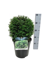 If Taxus media Groenland