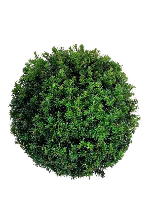 Venijnboom Taxus media Groenland