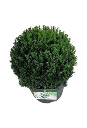 Venijnboom Taxus media Groenland