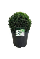 Venijnboom Taxus media Groenland