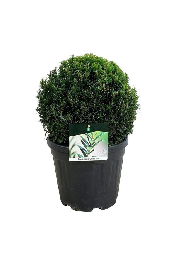 If Taxus media Groenland