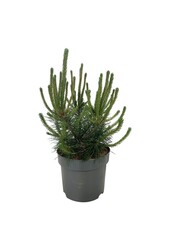 Denneboom Pinus mugo uncinata