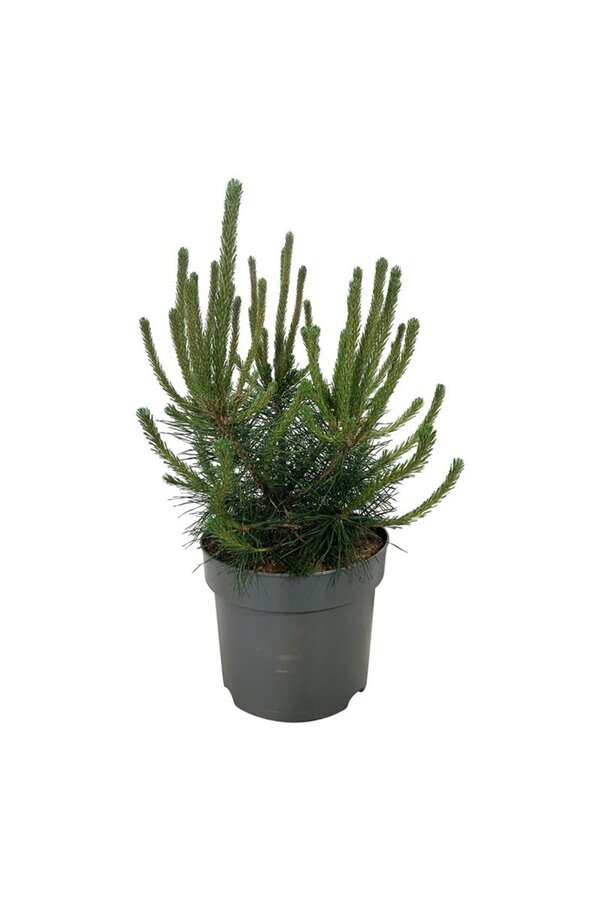 Pin Pinus mugo uncinata