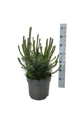 Denneboom Pinus mugo uncinata