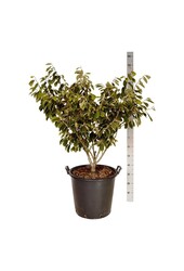 Toverhazelaar Hamamelis Arnold Promise