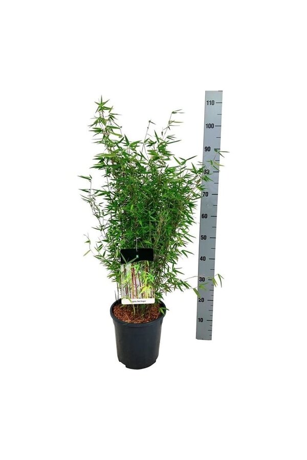 Bamboe Fargesia Red Dragon