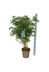 Bamboe Fargesia robusta Pingwu