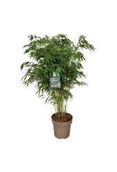 Bambou Fargesia robusta Pingwu