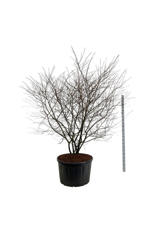 Amélanchier Amelanchier lamarckii