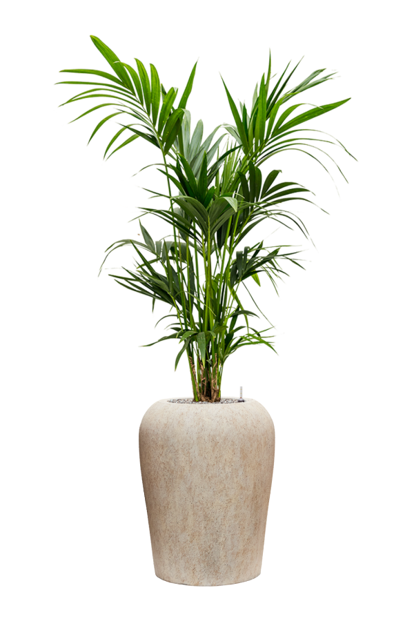 Kentia in Mineral pot