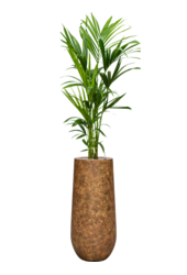 Kentia dans un vase Mineral