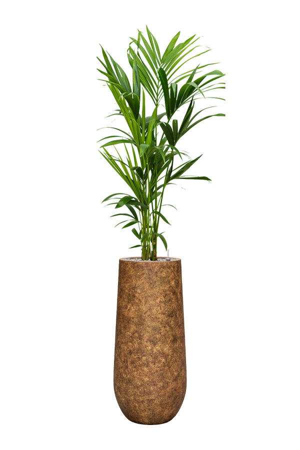 Kentia dans un vase Mineral