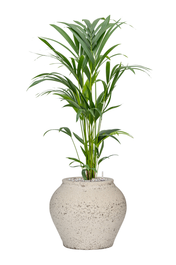 Kentia in Mediterranean