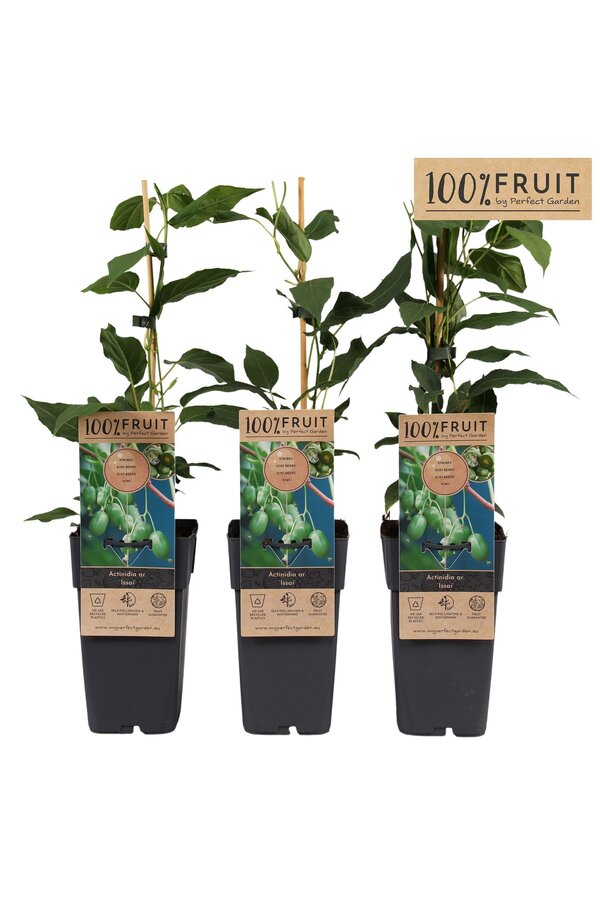 Actinidia arguta Kiwiberry (Issai) P15