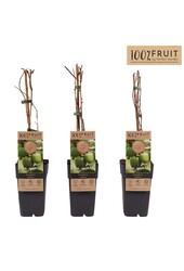 Actinidia arguta Geneva P15