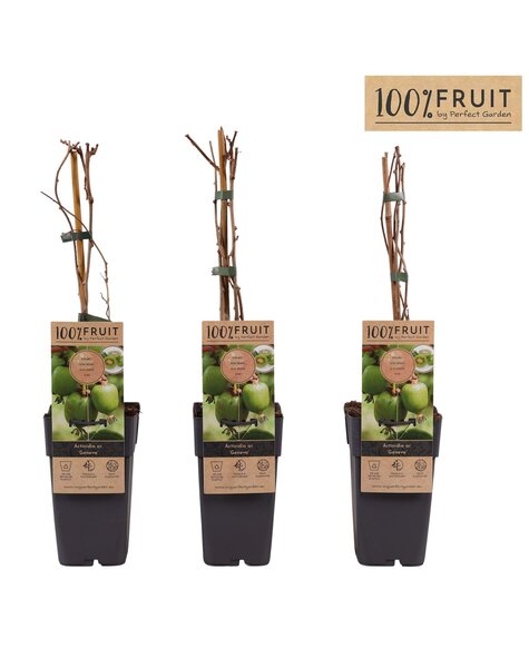 Actinidia arguta Geneva P15