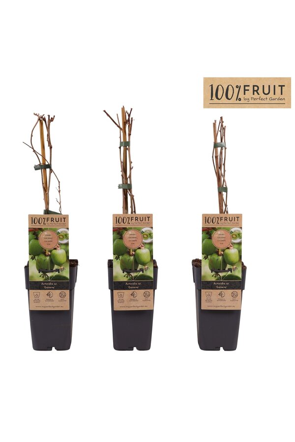 Actinidia arguta Geneva P15