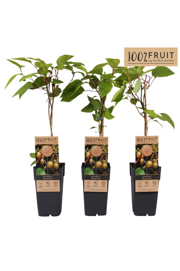 Actinidia arguta Bayern Kiwi P15