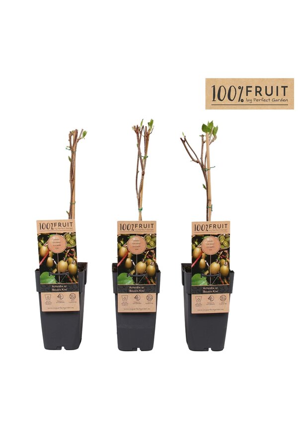 Actinidia arguta Bayern Kiwi P15